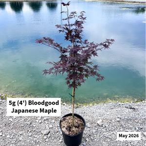 May 2026 5g Japanese Maple Website 